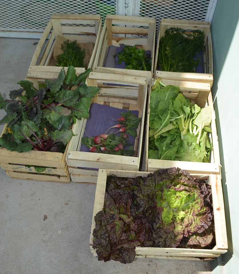 CONTINUAMOS COSECHANDO EN NUESTRA HUERTA “PACHAMAMA”